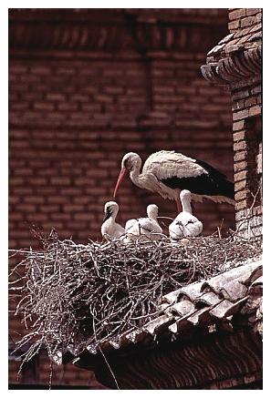 ../Images/wesstorch25.jpg