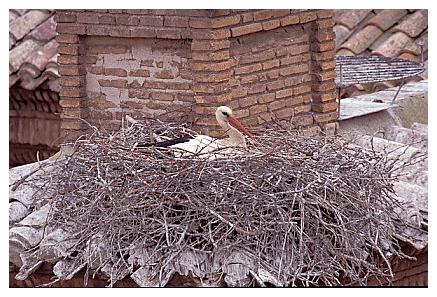 ../Images/wesstorch29.jpg