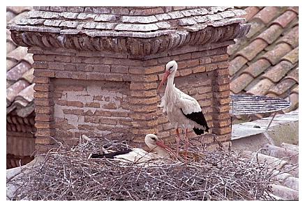 ../Images/wesstorch30.jpg