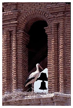 ../Images/wesstorch33.jpg