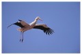 Thumbs/tn_wesstorch01.jpg