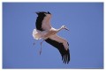 Thumbs/tn_wesstorch02.jpg