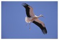 Thumbs/tn_wesstorch05.jpg