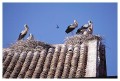 Thumbs/tn_wesstorch15.jpg