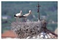 Thumbs/tn_wesstorch20.jpg