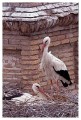 Thumbs/tn_wesstorch32.jpg