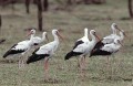 Thumbs/tn_wesstorch42.jpg